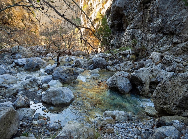 Rapido fiume montuoso con acqua limpida e platani a Dirfys sull'isola di Evia Grecia