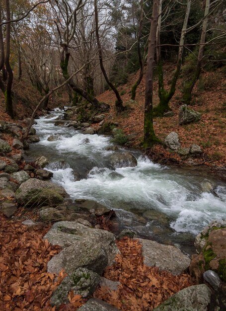 Rapido fiume montuoso con acqua limpida in montagna Dirfys sull'isola di Evia Grecia