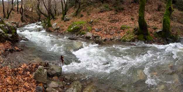 Rapido fiume montuoso nella foresta in montagna Dirfys sull'isola di Evia Grecia