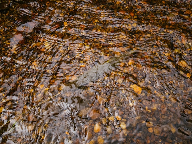 Rapido piccolo fiume nella foresta. Sul fondo piccole pietre e sabbia marrone