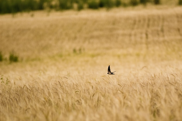 Rapido uccello che sorvola il grano