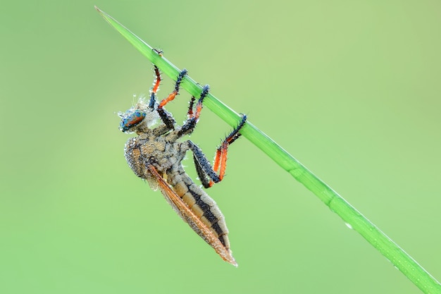 rapinatore su sfondo verde