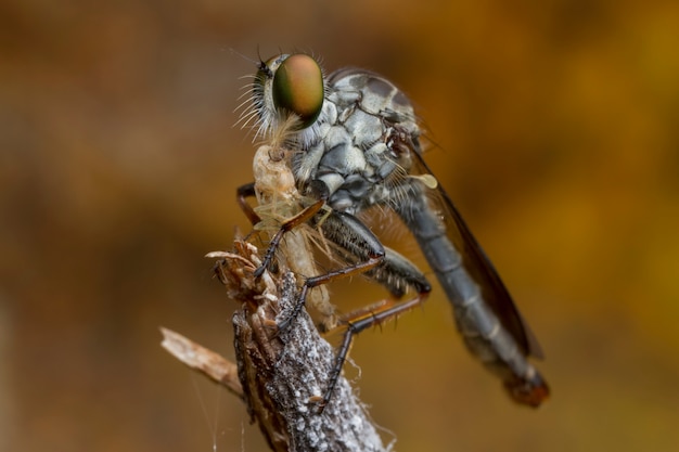 Rapinatore vola e preda in natura