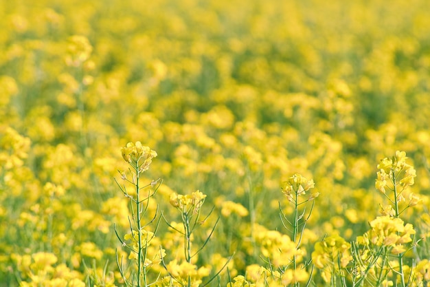 Rapple con fiori gialli nel campo di canola Prodotto per olio commestibile e biocarburanti