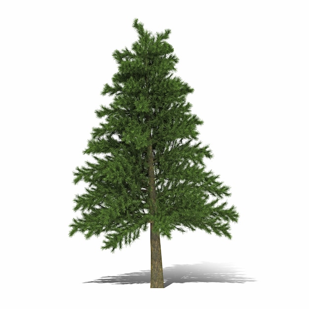 Rappresentazione dell&#39;albero 3d isolata