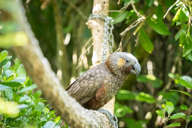Rari pappagalli kaka nativi seduti sul ramo nella foresta verde della Nuova Zelanda