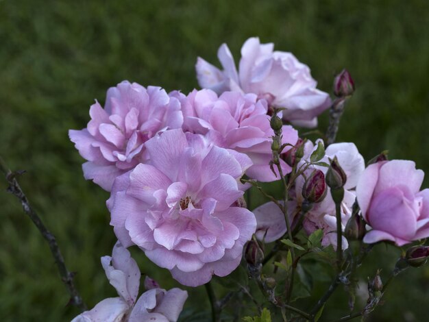 Raro fiore di rosa alle specie di giardini di coltivazione Old Blush
