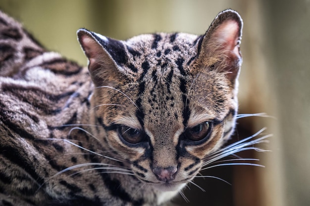 Raro Margay Leopardus wiedii sudamericano