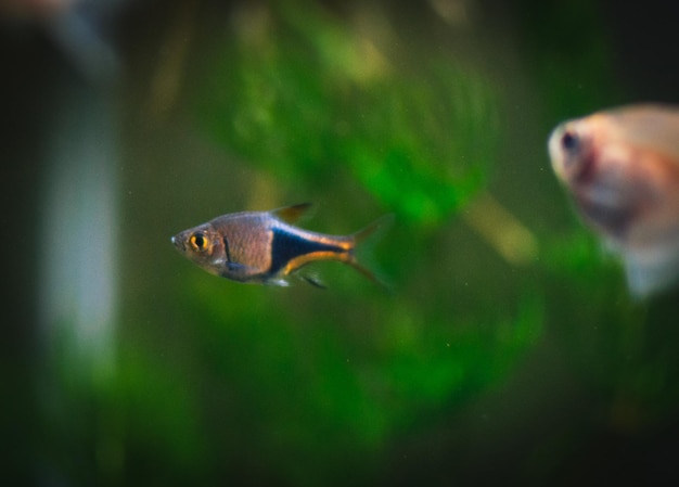 Rasbora heteromorpha nel mio acquario