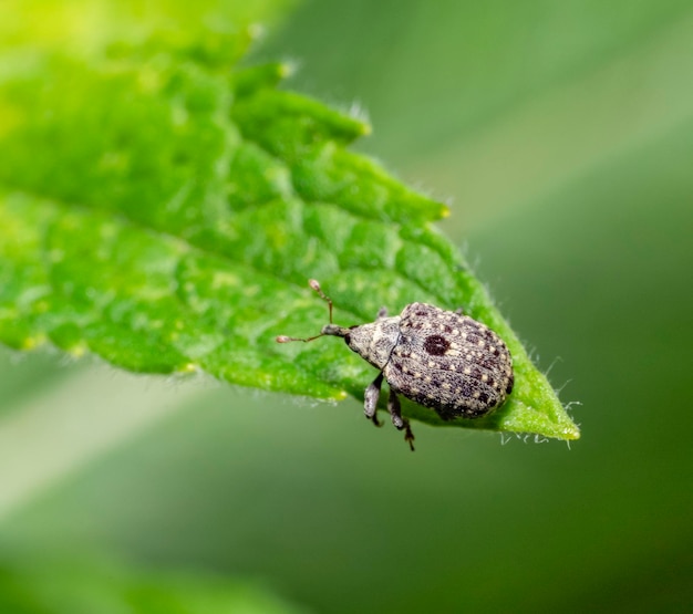 Raschiatore di foglie da giardino