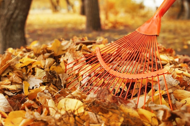 Rastrello del ventilatore e mucchio di foglie cadute nel parco autunnale vista ravvicinata