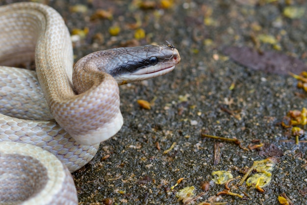 Rat Snake, Orthriophis taeniurus ridleyi