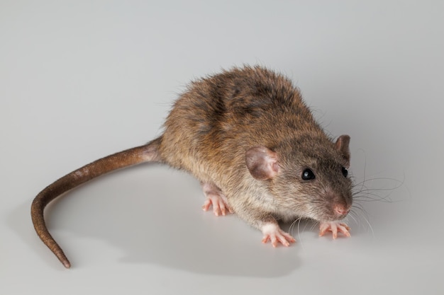 Rato agouticolore roditore isolato su uno sfondo grigio ritratto di animale da tagliare