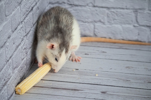 Ratto bianco e nero carino decorativo che mangia mini mais. Primo piano del roditore.