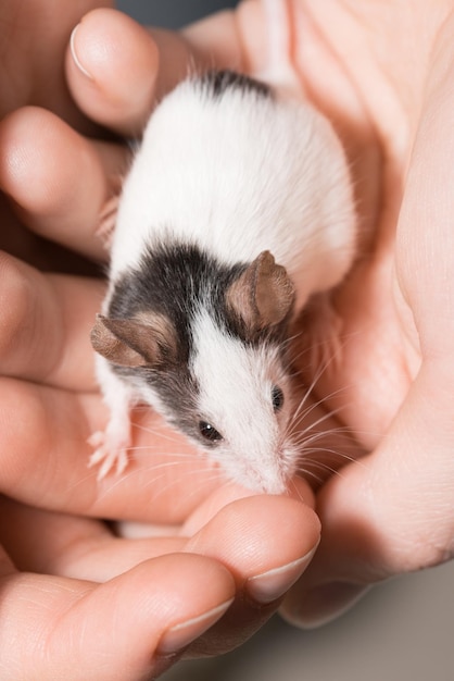 Ratto bianco e nero sulle mani umane