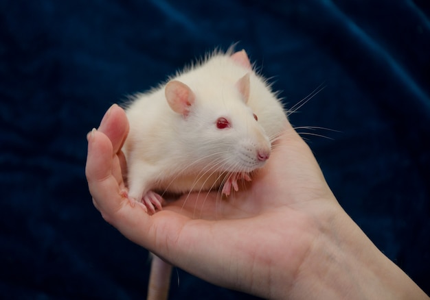 Ratto bianco sveglio del laboratorio in una mano umana