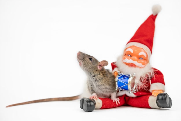 Ratto carino grigio su bianco con isolante di Babbo Natale