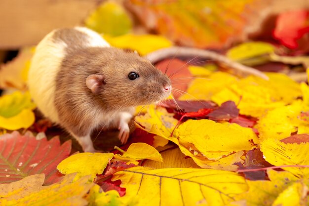 Ratto decorativo seduto su foglie autunnali colorate