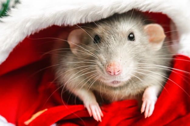 Ratto di Natale in cappello rosso di Babbo Natale