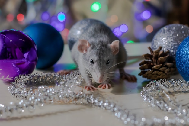 Ratto di Natale Simbolo del nuovo anno. Anno del ratto. Capodanno cinese. Giocattoli di Natale, bokeh