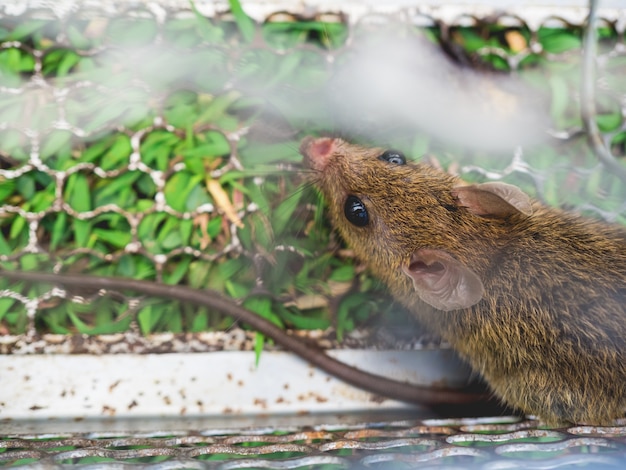 Ratto di piccola casa intrappolato in una gabbia sull&#39;erba verde.