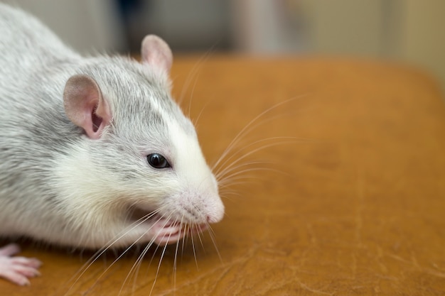 Ratto domestico bianco che mangia pane