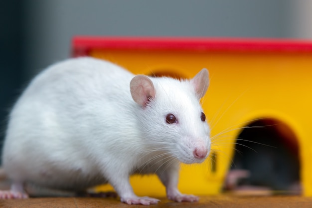 Ratto domestico divertente bianco dell'animale domestico vicino alla casa del giocattolo di plastica gialla.