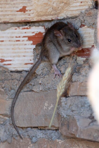 ratto domestico Rattus rattus Malaga Spagna