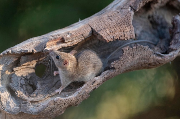 Ratto domestico (Rattus rattus) Malaga, Spagna