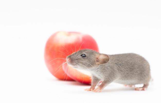 Ratto dumbo divertente e mela rossa isolati su sfondo bianco