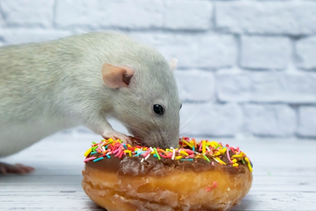 Ratto grigio che mangia pasta di ciambella dolce. Non su una dieta.compleanno.