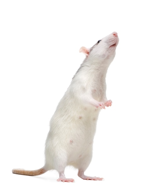 Ratto su un bianco isolato