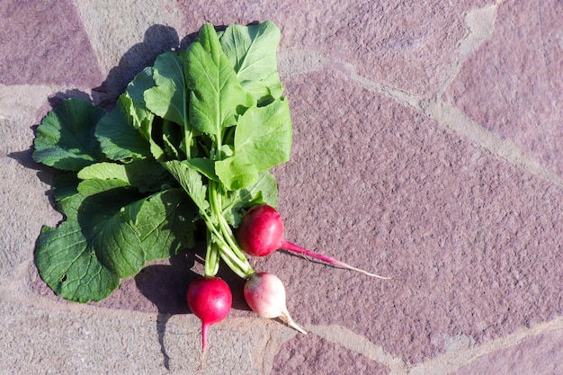 Ravanello rosa appena raccolto con foglie verdi su fondo di pietra di struttura Foto Premium