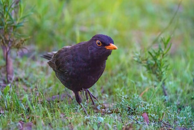 Raven appollaiato sul terreno foraggiamento e guardando l'erba in primavera