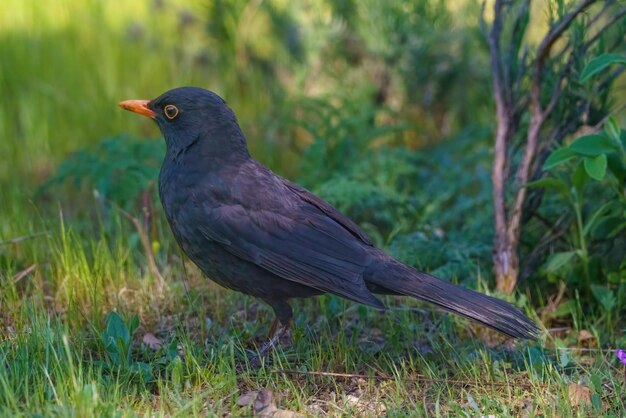 Raven appollaiato sul terreno foraggiamento e guardando l'erba in primavera