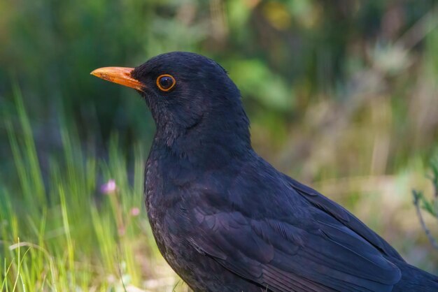 Raven appollaiato sul terreno foraggiamento e guardando l'erba in primavera