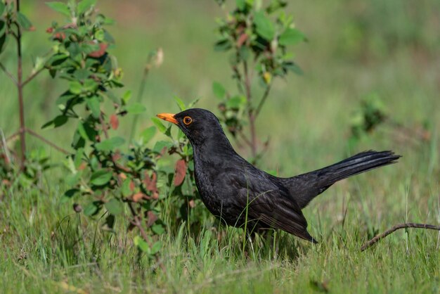 Raven appollaiato sul terreno foraggiamento e guardando l'erba in primavera