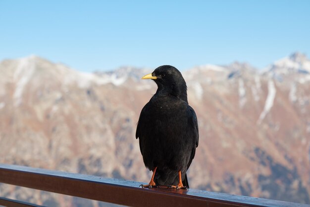 Raven seduto sulla ringhiera, corvo in montagna, uccello, sfondo sfocato, primo piano