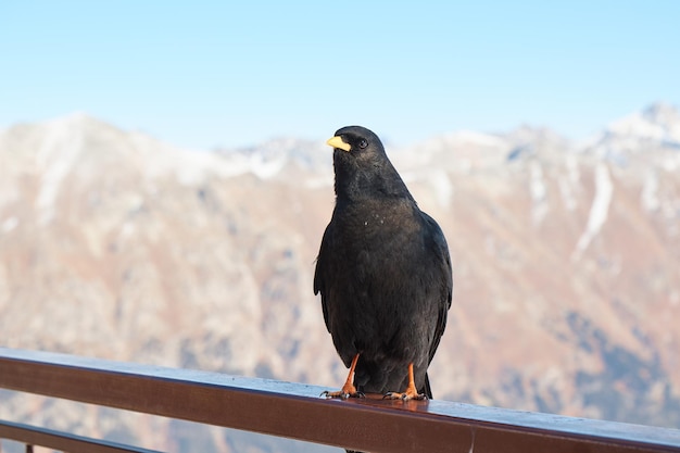 Raven seduto sulla ringhiera, corvo in montagna, uccello, sfondo sfocato, primo piano