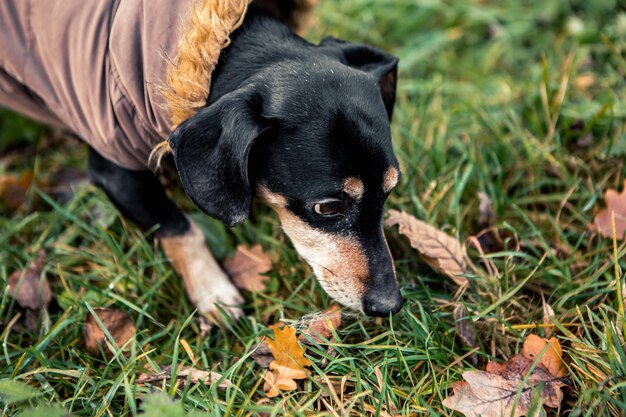 Razza bassotto nero abbronzato cane a piedi nel parco verde della città