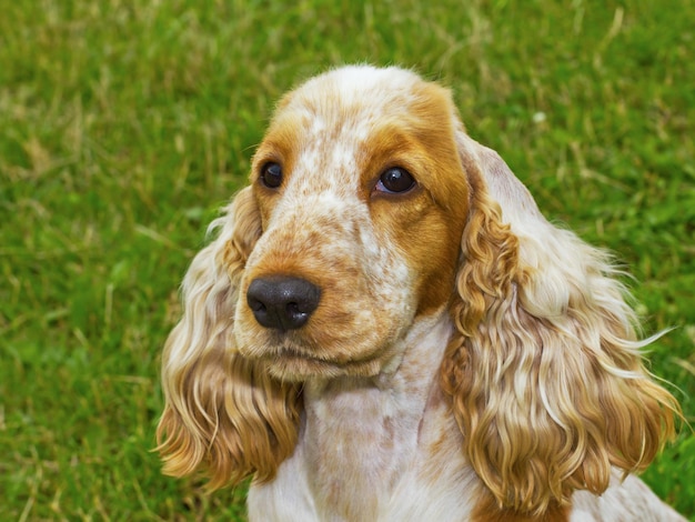 Razza cane spaniel