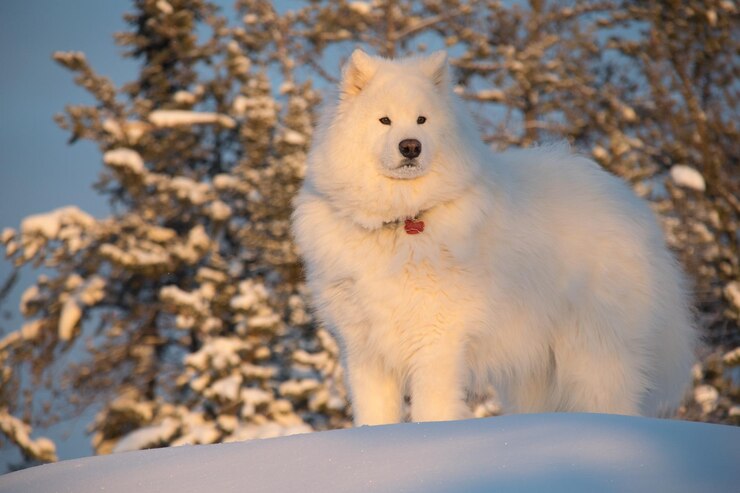 Razza di cane lanuginosa bianca Samoiedo nella foresta d'inverno