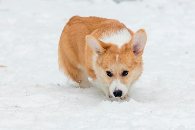 Razza di cane Pembroke Welsh Corgi nella neve