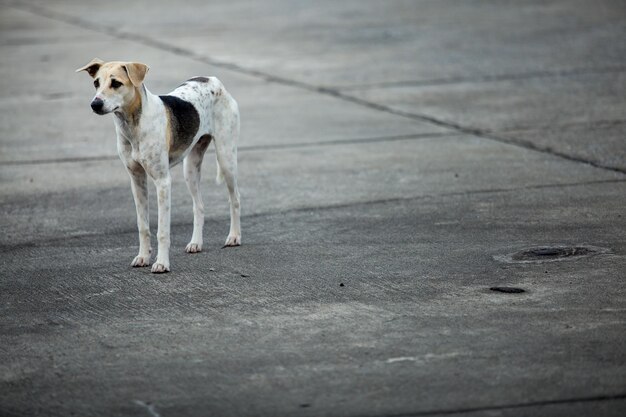 Razza di cane thailandese