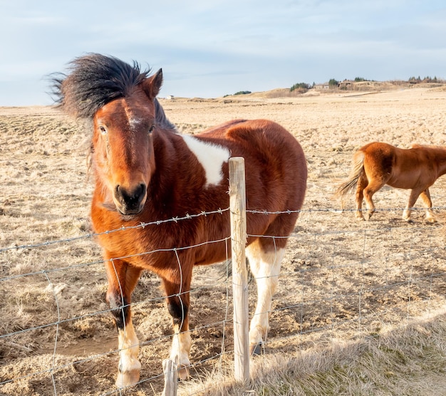 Razza di cavalli islandesi nel mondo in una fattoria all'aperto con un forte colpo di vento a fuoco selettivo su un occhio