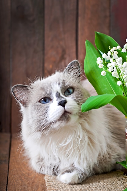 Razza di gatto Ragdoll e un vaso di mughetti su una superficie di legno