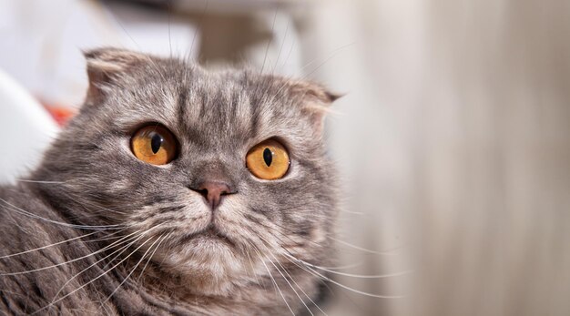 Razza di gatto Scottish fold adorabile. Piccolo gattino scozzese Gatto carino gattino allo zenzero nel soffice animale domestico si sente felice e il gatto adorabile a suo agio. amore per il concetto di animali domestici.