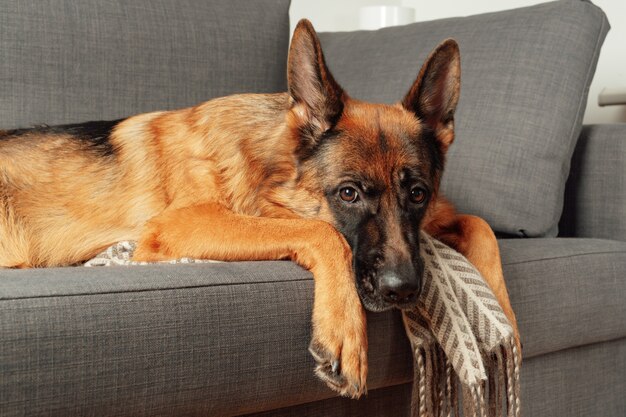 Razza giovane cane pastore tedesco sdraiato rannicchiato su un divano in camera da letto. Ritratto di un animale domestico.