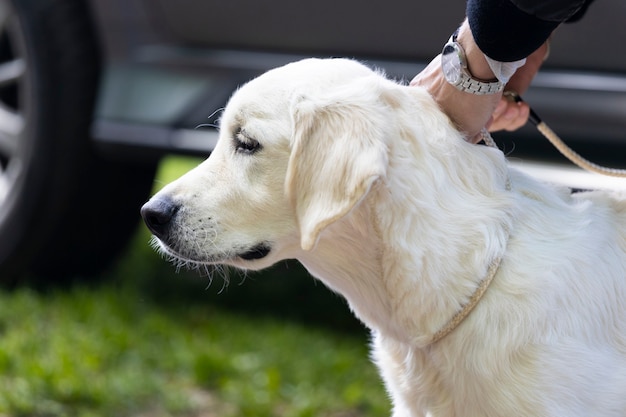 Razza labrador cane bianco. una mano dell'uomo tiene l'animale al guinzaglio. Foto di alta qualità