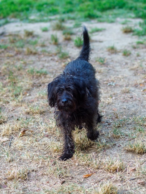 razza mista barboncino schnauzer cane nero godersi la natura nel parco al mattino